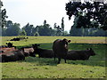 Cattle in Linton Park