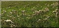 SX8059 : Field of thistles by the Dart valley Trail by Derek Harper