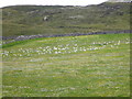 Resting gulls