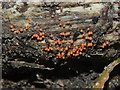 A slime mould - Trichia decipiens