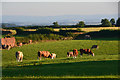 Mid Devon : Grassy Field & Cattle