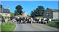 Cows on the road