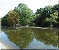 Heronry Pond, Wanstead Park