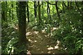 SX8158 : Dart Valley Trail in woodland by Derek Harper