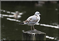 SD3012 : A gull calmly surveys its domain by Ian Greig