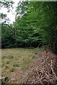 A dead hedge in Hodderston Park Wood