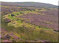 NT1662 : Path through the heather, Pentland Hills by Jim Barton