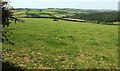 Cattle pasture near Westacott Farm