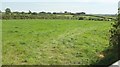 Cattle pasture near Trittencott Cross