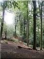 Woodland on Saddlebole Hill, Alderley Edge