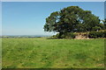 Tree on Crooked Moor