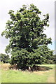 SJ4159 : The 600 Year Old Aldford Oak in Summer by Jeff Buck