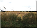 Footpath off Wattisfield Road