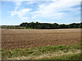 Fields and woods west of Coates