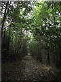 Footpath through Bailey Sim Wood