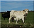 Charolais cow and calf by Gun Road