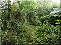 Overgrown bridleway to Buttle