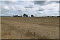 Harvested oilseed rape