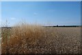 TF0428 : Weeds among the Wheat by Bob Harvey