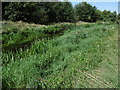 River Roding near Roding Lane South