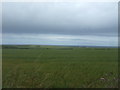 Crop field, Brims