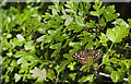 A Speckled Wood butterfly (Pararge aegeria)