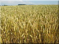 Bedfordshire wheat field