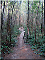 TQ7331 : "Wanda's Trail" Red Route trail, Bedgebury Forest by Oast House Archive