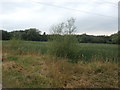 Small Wetland Area near Collier Brook