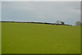 SW9551 : Cornish Pasture by N Chadwick