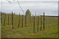 Orchard, August Pitts Farm