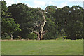 Dead tree in Glemham Hall Grounds