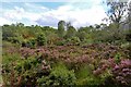 Scrubby woodland at Bunalteachan