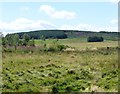 Looking across rough pasture