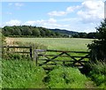 Pasture at Moorhouse