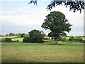 Farmland near Broadclyst