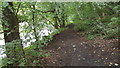 Footpath by River Wear in Kepier wood