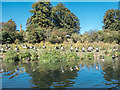 Canada Geese on Banks of the River Lea, Ware, Hertfordshire