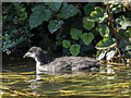 TL3212 : Young Coot, River Lea, Hertford, Hertfordshire by Christine Matthews