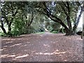 Ilex Way at junction with public footpath 3629