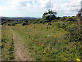 TQ5501 : Path in Lullington Heath National Nature Reserve by PAUL FARMER