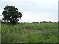 Maize crop off Pigeonhay Lane