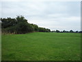 Grazing and hedgerow