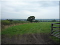 Grazing and hedgerow