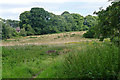 Waste ground near Bagshot