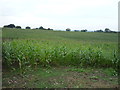 Maize crop near Park Fields