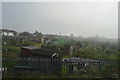 Allotments in mist