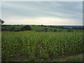 Maize crop off Moisty Lane