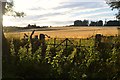 Field Gate near Dunecht in Aberdeenshire