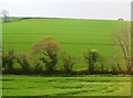 Small stream and hedgerow